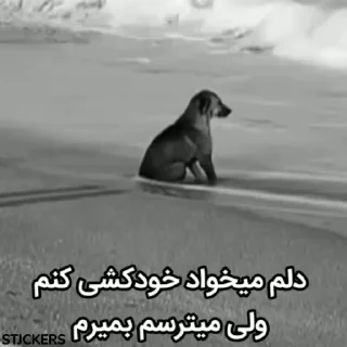 Video sticker 😞 Kermit اینجا بود