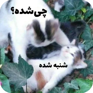 Telegram sticker 🐱 Kermit اینجا بود