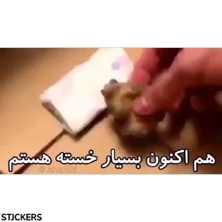Video sticker 🥱 Kermit اینجا بود