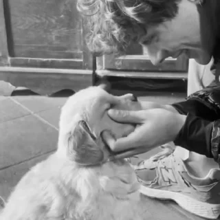 Video sticker 💋 щенячий гарем ➡️ @alex_lixit