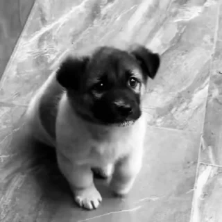 Video sticker 🦶 щенячий гарем ➡️ @alex_lixit