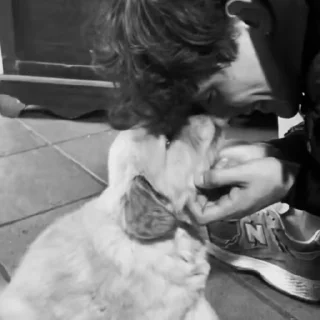 Video sticker 👅 щенячий гарем ➡️ @alex_lixit