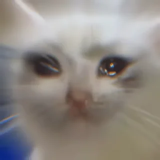 Video sticker 👻 열광의고양이 @DCConSticker