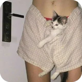 Telegram sticker 🐱 Telegram bitches @hoesbetrippinn