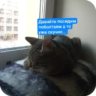 Video sticker 🐱 Стикеры котика