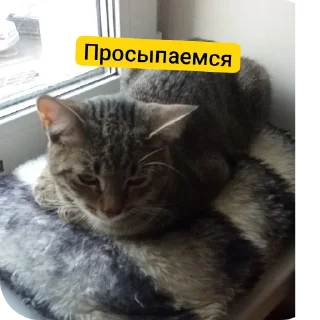 Video sticker 🐱 Стикеры котика