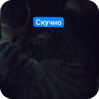 Telegram sticker 🌌 Стикеры котика