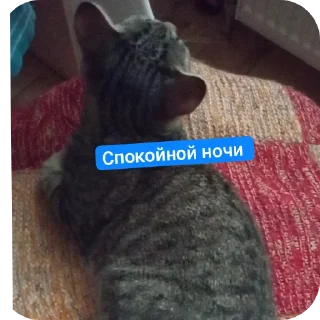 Video sticker 🐱 Стикеры котика