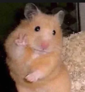 Telegram stiker 🤔 Måuroo Steal Pack