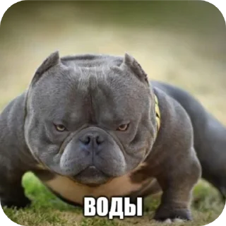 Telegram sticker 🐶 Диалог гениев