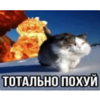 Video sticker 🐱 Диалог гениев