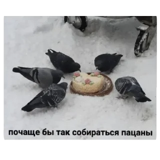 Telegram sticker 🐦 Диалог гениев