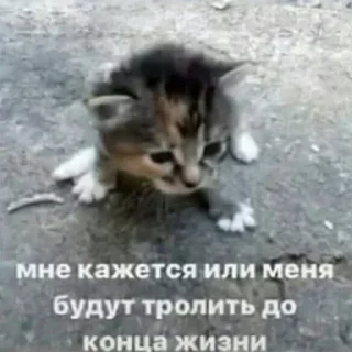 Video sticker 😣 @vipzavet :: @fStikBot
