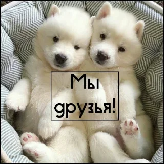 Telegram sticker ❤ @vipzavet :: @fStikBot
