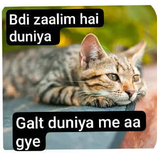 Sticker 🐱 Duniyadaari by shoaib