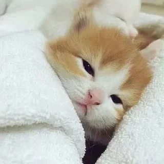 Video sticker 😴 Больше стиков тут: @stikery4