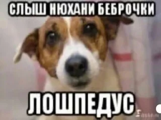 Video sticker 👍 Башка с бедами👍🏻