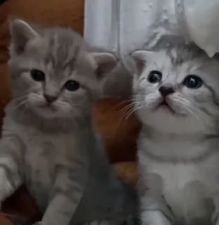 Video sticker 👬 @sticksbb <— больше стиков💓💘💞