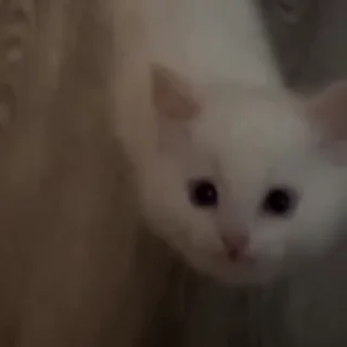 Video sticker 🥺 @sticksbb <— больше стиков💓💘💞