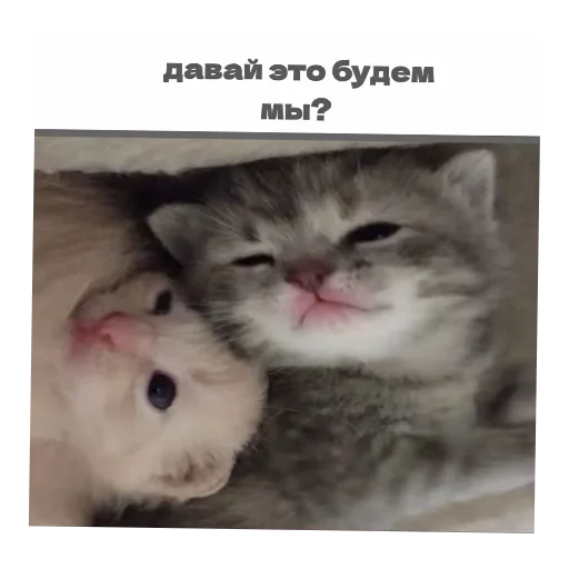 Telegram sticker 🐱 @symatami