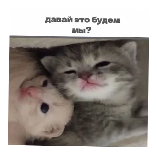 Telegram sticker 🐱 @symatami