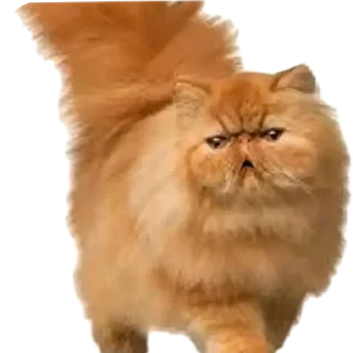 Telegram sticker 🐱 Пицца 4 сына