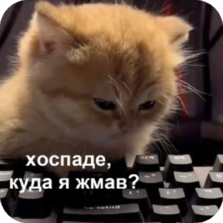 Video sticker 🫥 Частная коллекция