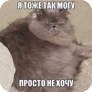 Video sticker 🫥 Частная коллекция