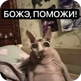 Video sticker 🫥 Частная коллекция