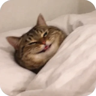 Video sticker 🫥 Частная коллекция