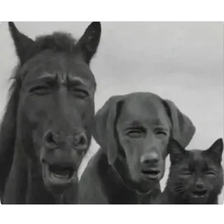 Video sticker 🫥 Частная коллекция