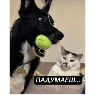 Video sticker 🫥 Частная коллекция