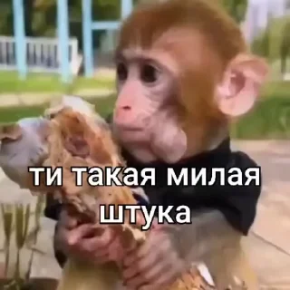 Video sticker 🌟 monkey