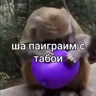 Video sticker 🌟 monkey