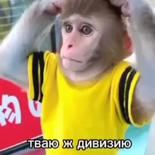 Video sticker 🌟 monkey