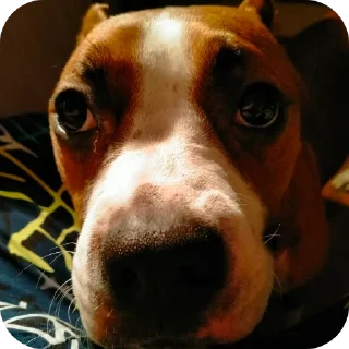 Telegram sticker 🐶 СЯЯЯЯЯЯЯЯЯБАААКЯЯ (любимая булочка, люблю тебя ❤️)
