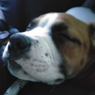 Video sticker 😴 СЯЯЯЯЯЯЯЯЯБАААКЯЯ (любимая булочка, люблю тебя ❤️)