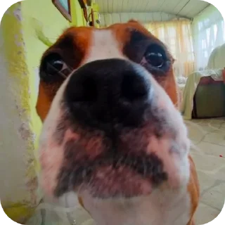 Telegram sticker 🐶 СЯЯЯЯЯЯЯЯЯБАААКЯЯ (любимая булочка, люблю тебя ❤️)