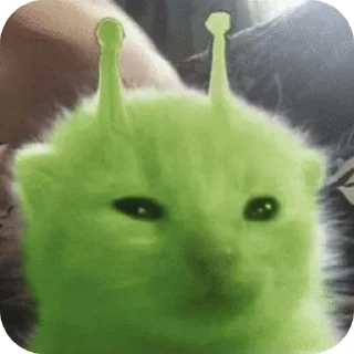 Telegram sticker 🐱 Nvm me being me being idk