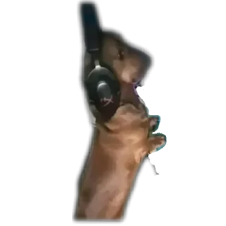 Video sticker 🐶 Memes by @Robot_69