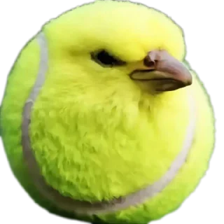 Telegram sticker 🐦 Memes by @Robot_69