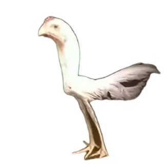 Telegram sticker 🐦 Memes by @Robot_69