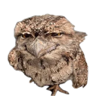 Video sticker 🐦 Memes by @Robot_69