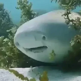 Video sticker 😧 Больше стиков тут: @stikery4