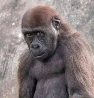 Sticker 😏 Гориллы by @fStikBot