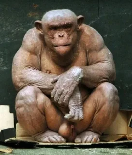 Video sticker 😒 Гориллы by @fStikBot