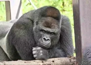 Video sticker 😐 Гориллы by @fStikBot