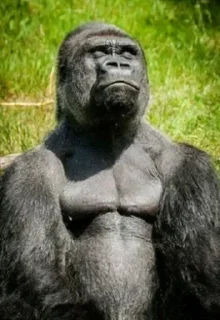 Video sticker 😌 Гориллы by @fStikBot