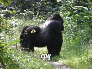 Telegram sticker 💩 Гориллы by @fStikBot