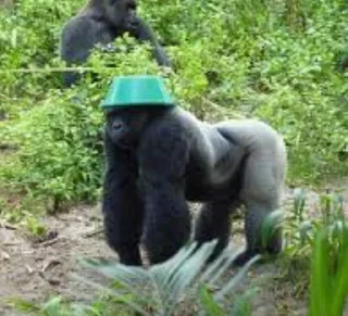 Telegram sticker 🙁 Гориллы by @fStikBot